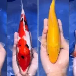Ikan Hias