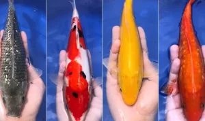 Ikan Hias