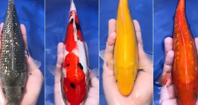 Ikan Hias