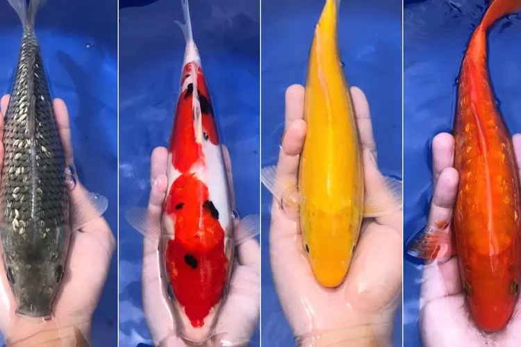 Ikan Hias