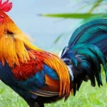 Raja Jago