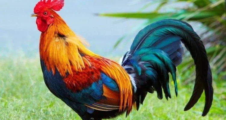 Raja Jago