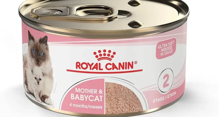 Harga Royal Canin Mother and Baby Cat dan Saran Penyajiannya