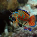 Ikan Hias Pesona Warna dalam Keindahan Alam