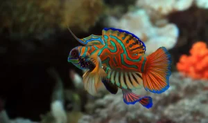 Ikan Hias Pesona Warna dalam Keindahan Alam Ikan Hias Pesona Warna dalam Keindahan Alam