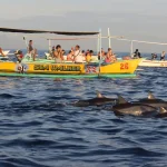 Wisata Lumba Lumba, Pengalaman Melihat Satwa Laut yang Membuat Pagi Terasa Berbeda