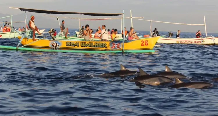 Wisata Lumba Lumba, Pengalaman Melihat Satwa Laut yang Membuat Pagi Terasa Berbeda