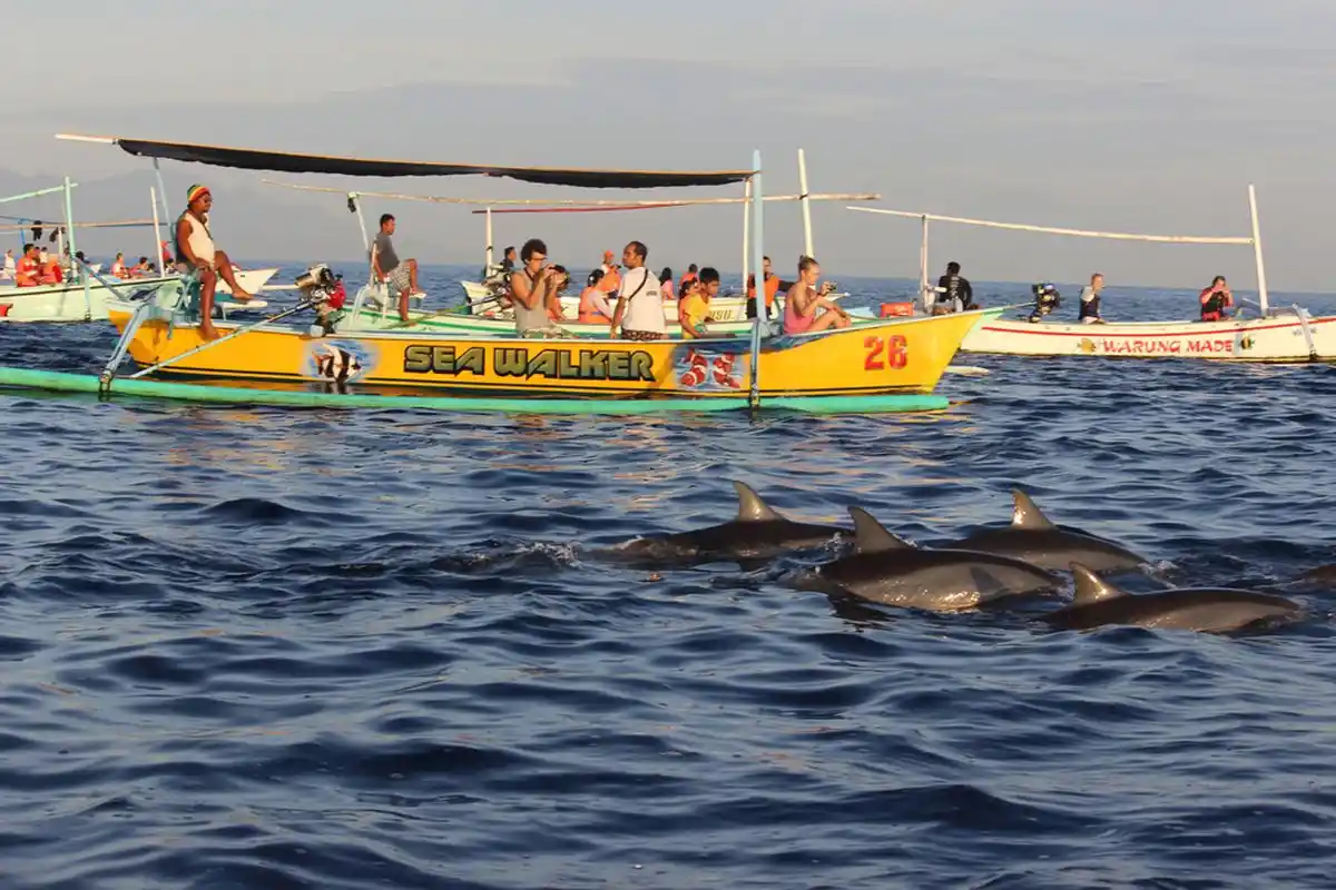 Wisata Lumba Lumba, Pengalaman Melihat Satwa Laut yang Membuat Pagi Terasa Berbeda